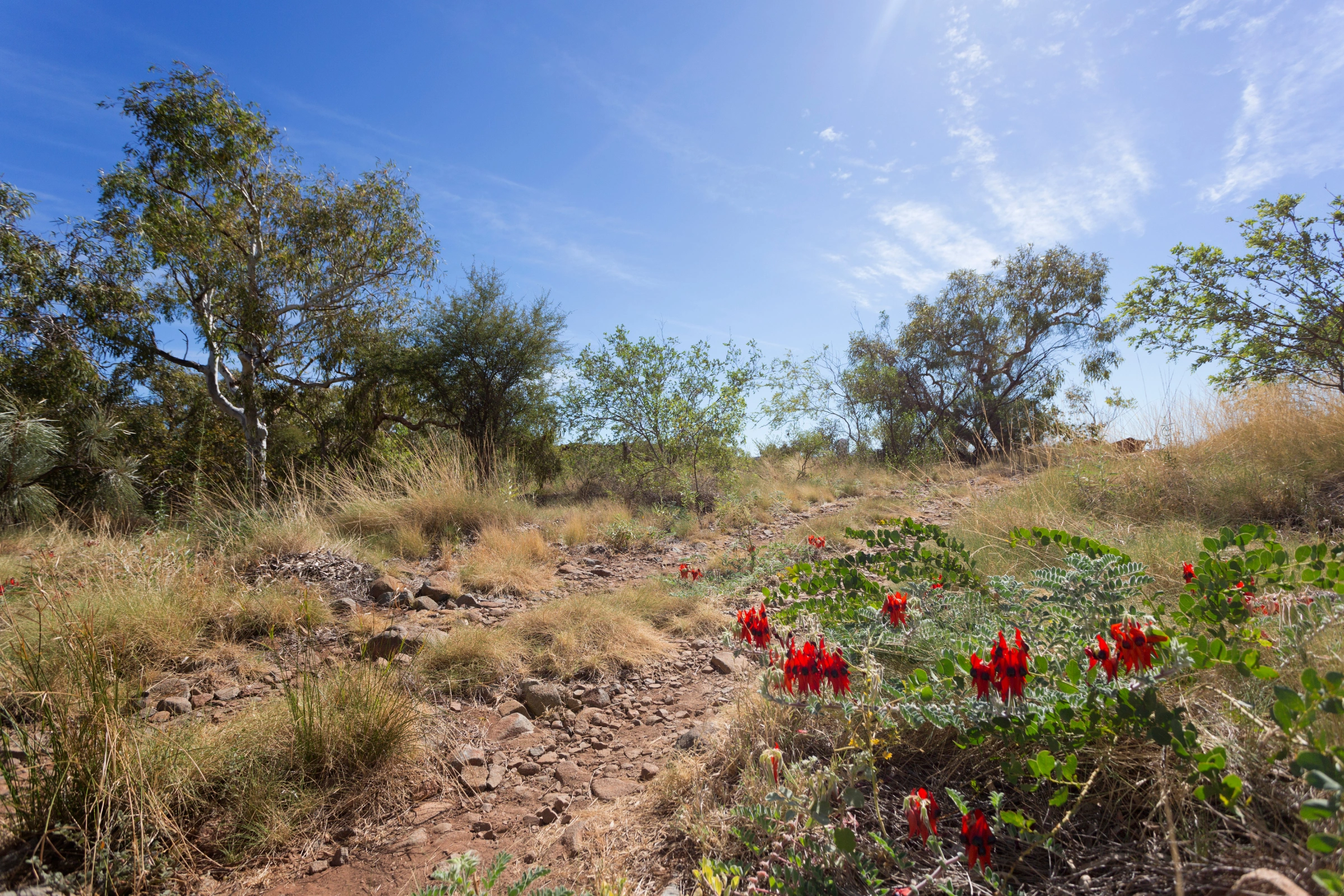 Burrup_Peninsula,_Dampier_Archipelago,_Western_Australia[1].webp